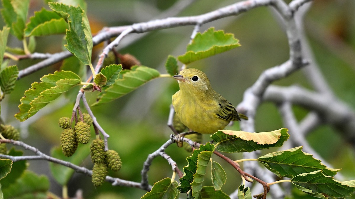 Yellow Warbler - ML641292205