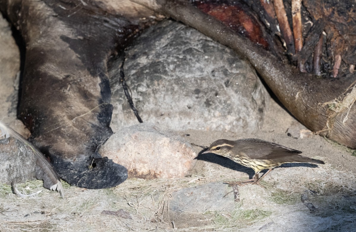 Northern Waterthrush - ML641292206