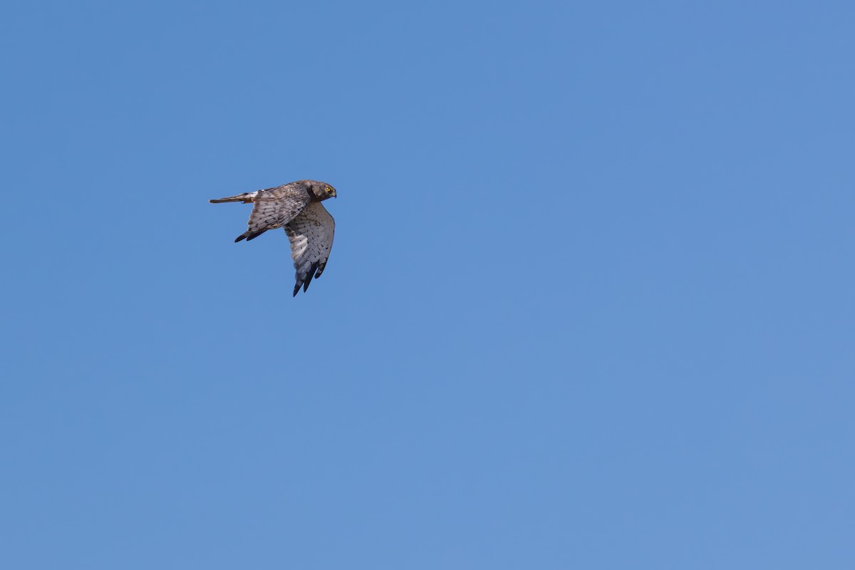 Northern Harrier - ML641292208