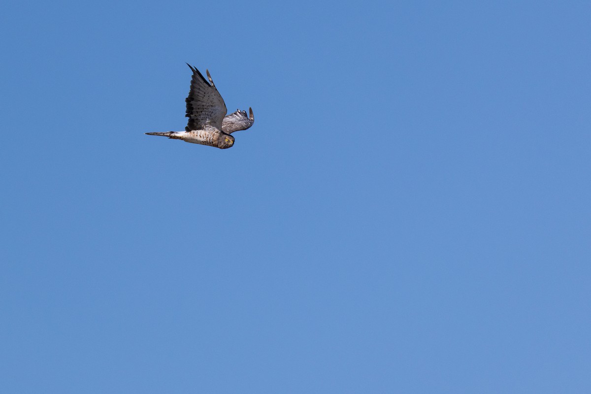 Northern Harrier - ML641292209