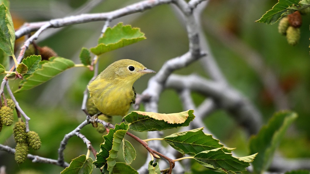 Yellow Warbler - ML641292210