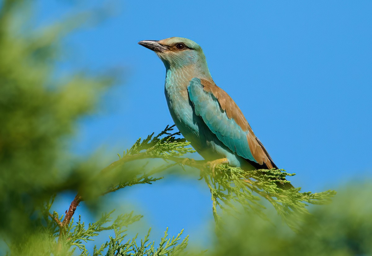 European Roller - ML641292214