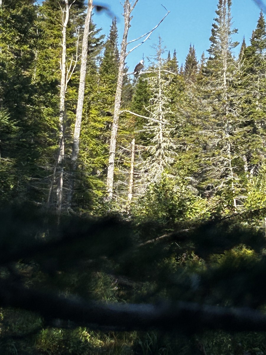 Bald Eagle - ML641292215