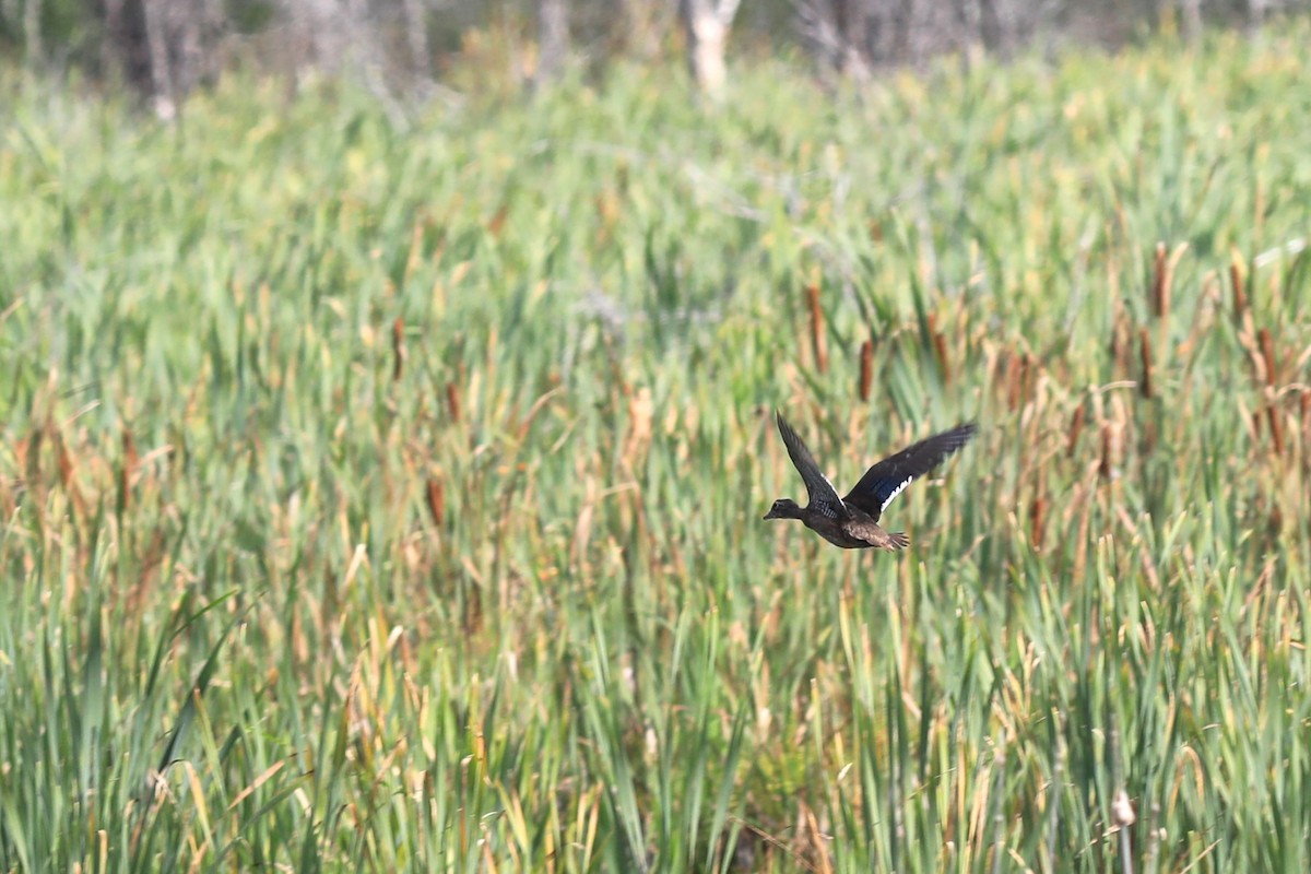 Wood Duck - ML641292216