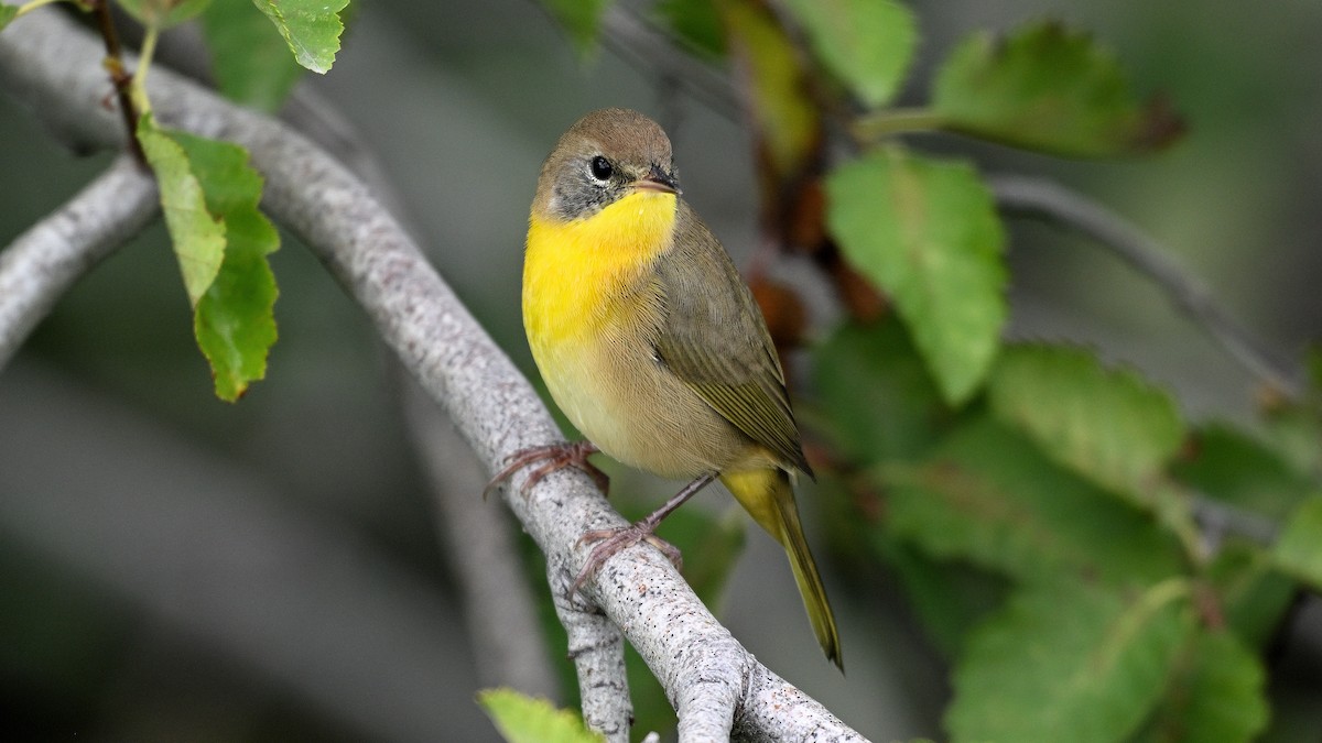 Common Yellowthroat - ML641292217