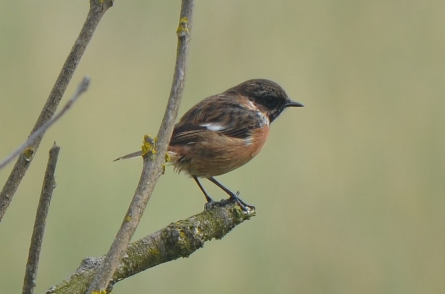 European Stonechat - ML641292219