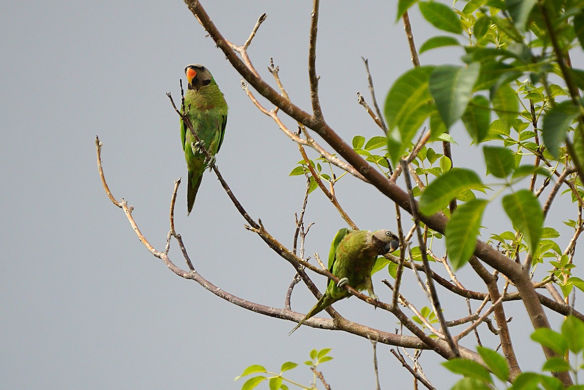 Red-breasted Parakeet - ML641292220