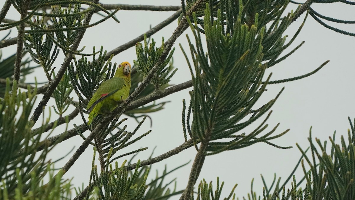 Yellow-crowned Amazon - ML641292222