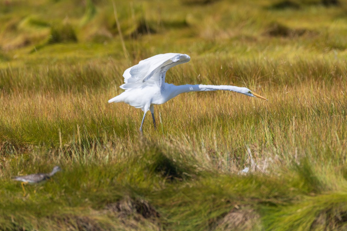 Great Egret - ML641292223