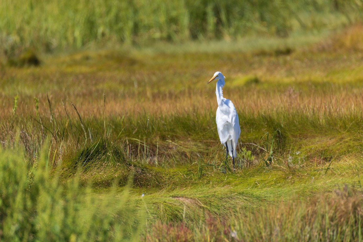 Great Egret - ML641292229