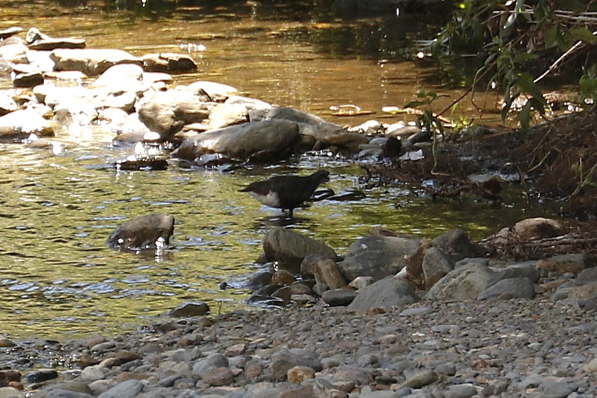 White-throated Dipper - ML641292232