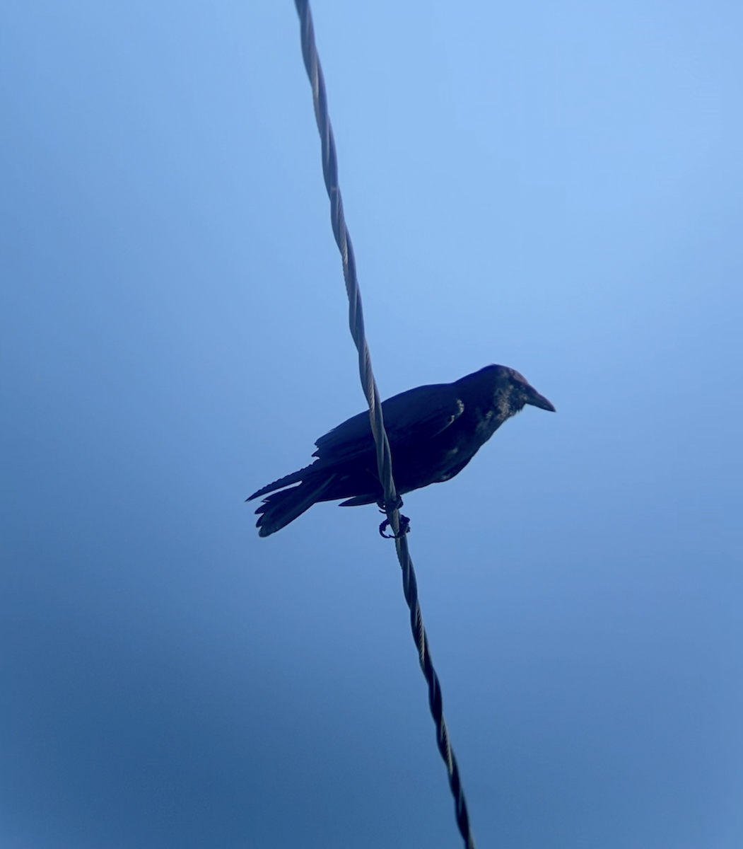 Fish Crow - ML641292233