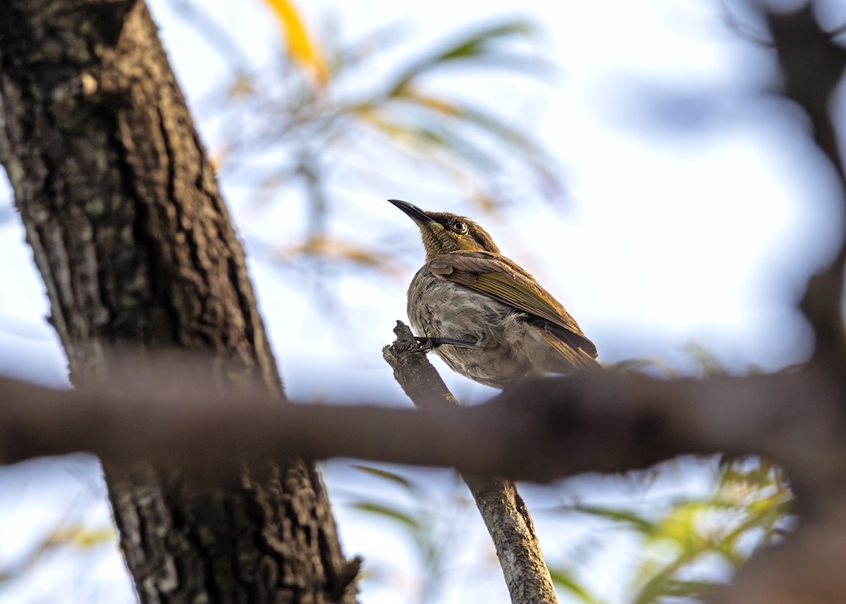 Mangrove Honeyeater - ML641292236