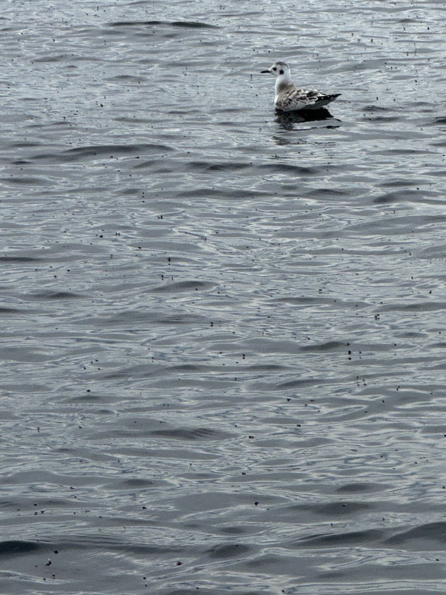 Bonaparte's Gull - ML641292239