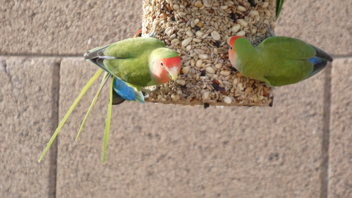 Rosy-faced Lovebird - ML641292240