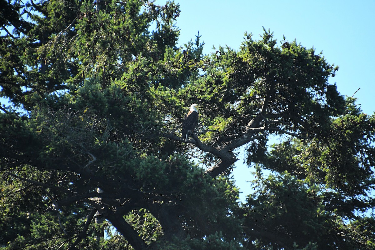Bald Eagle - ML641292241