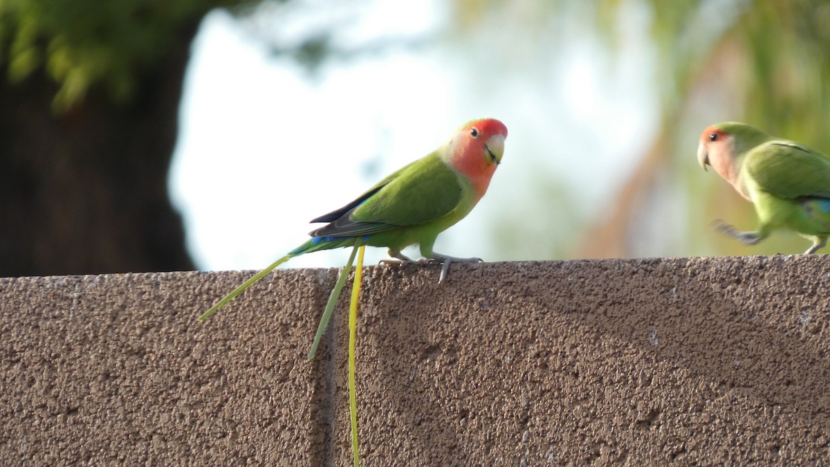 Rosy-faced Lovebird - ML641292247