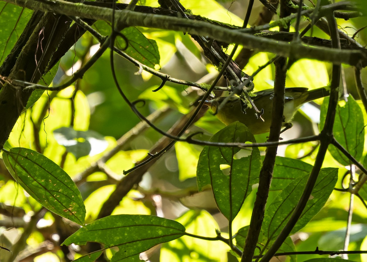 Mountain Leaf Warbler - ML641292252
