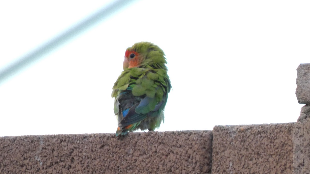 Rosy-faced Lovebird - ML641292256