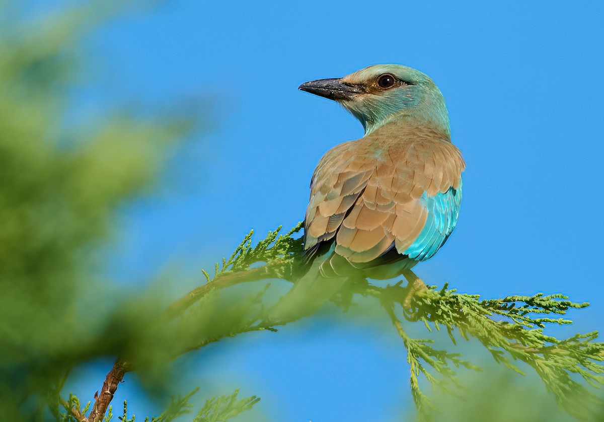 European Roller - ML641292260