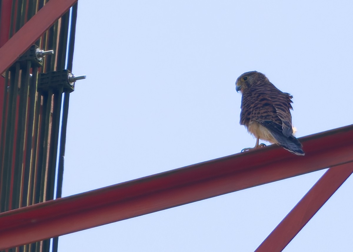 Spotted Kestrel - ML641292261