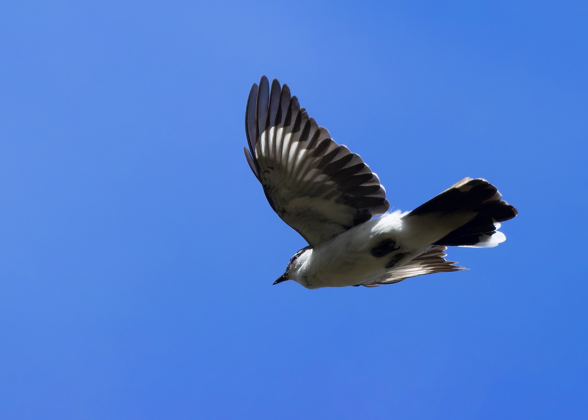 White-shouldered Triller - ML641292271