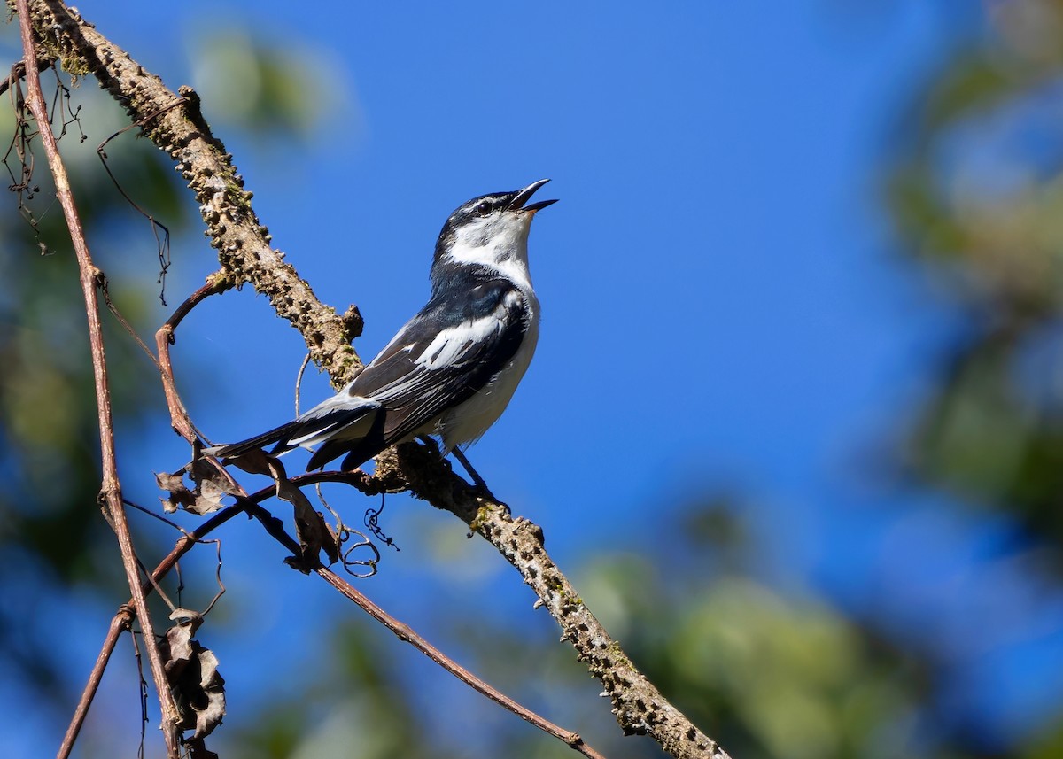 White-shouldered Triller - ML641292272
