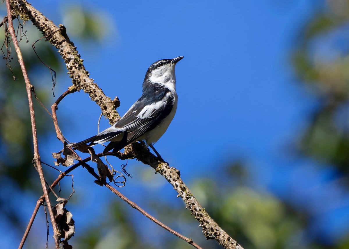 White-shouldered Triller - ML641292273