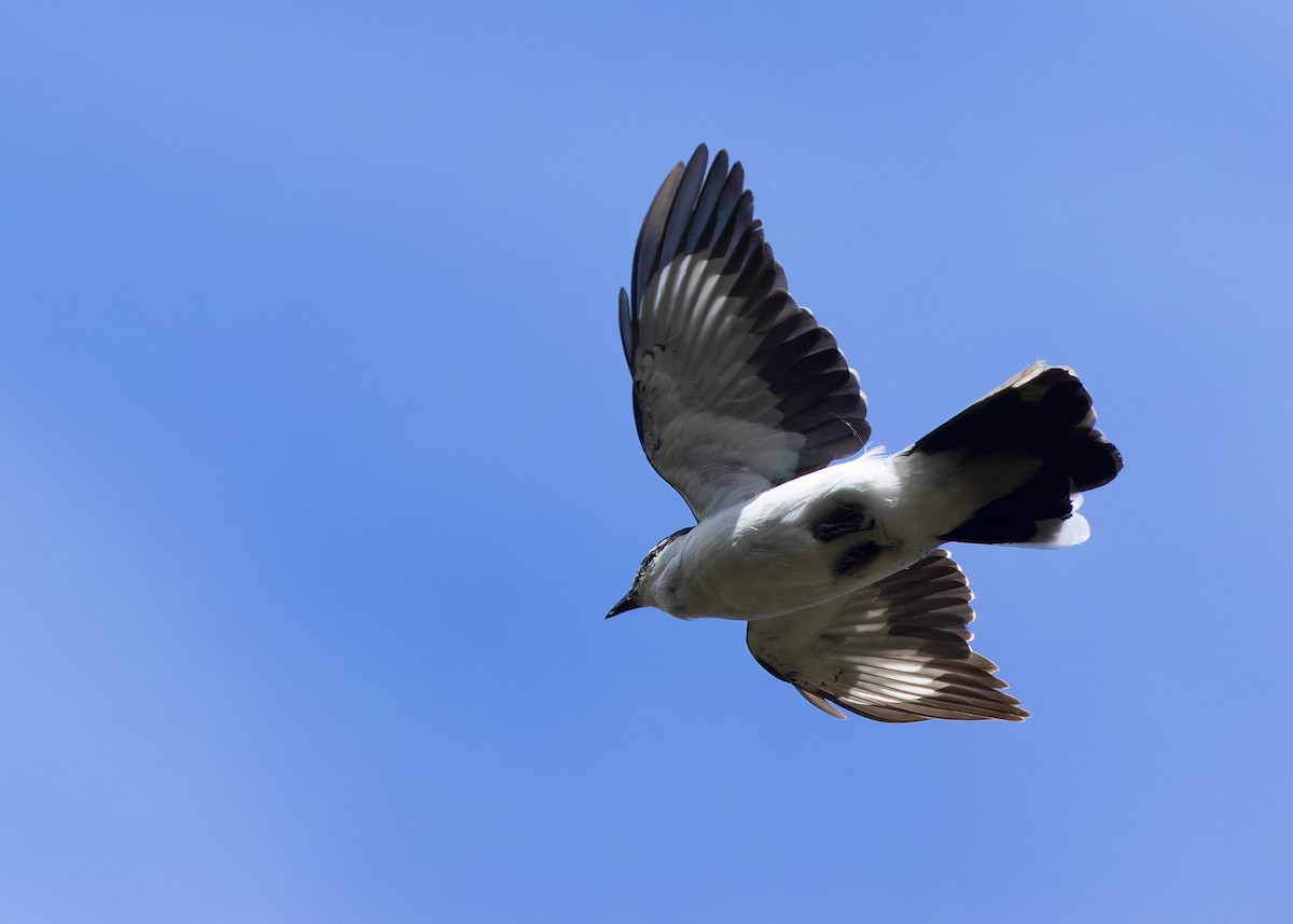 White-shouldered Triller - ML641292274