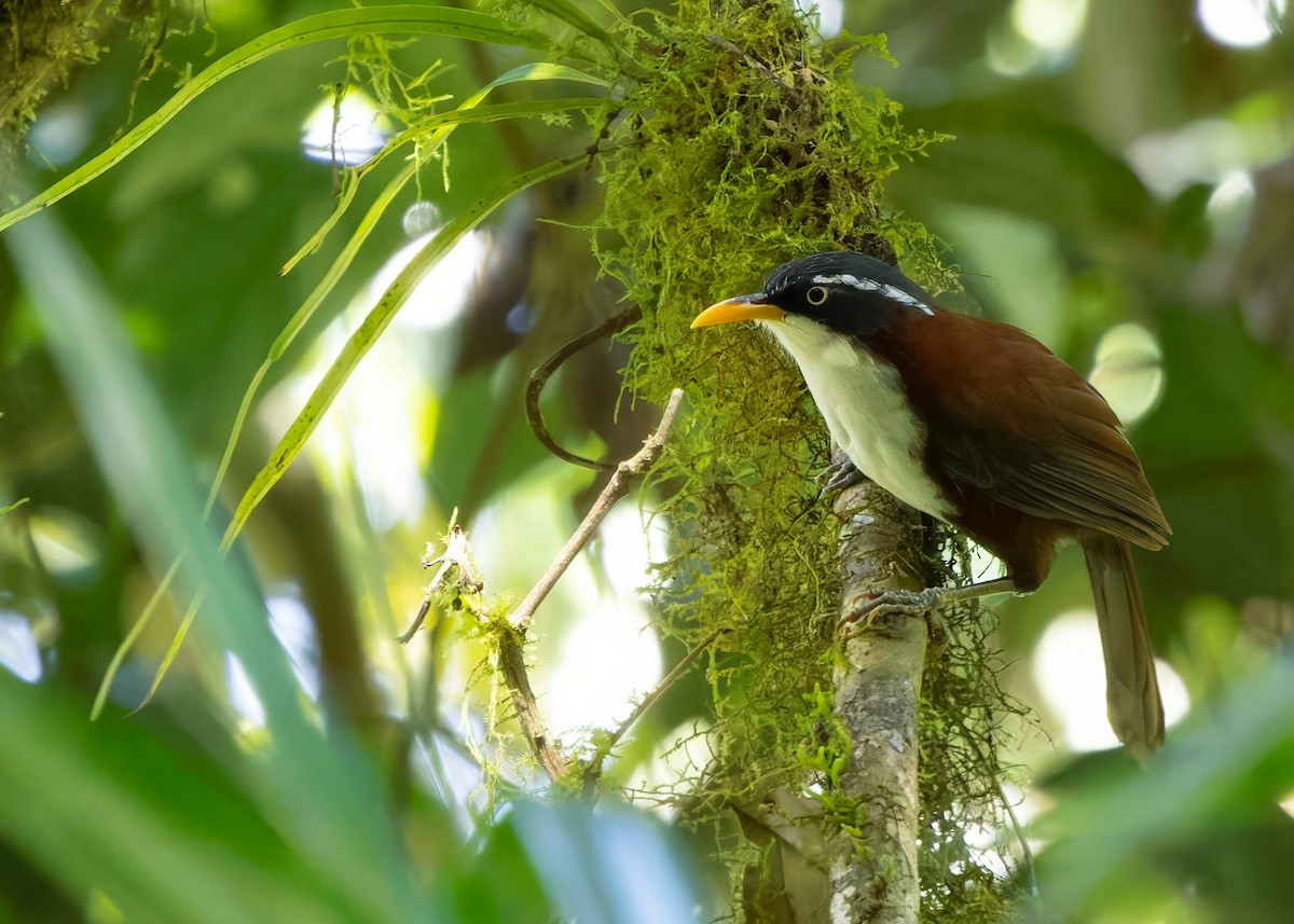 Javan Scimitar-Babbler - ML641292283
