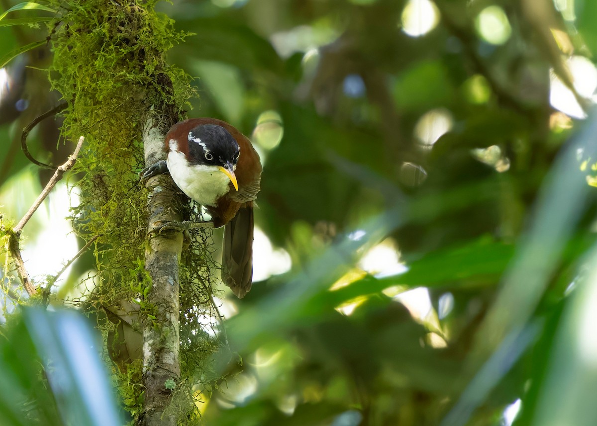 Javan Scimitar-Babbler - ML641292284