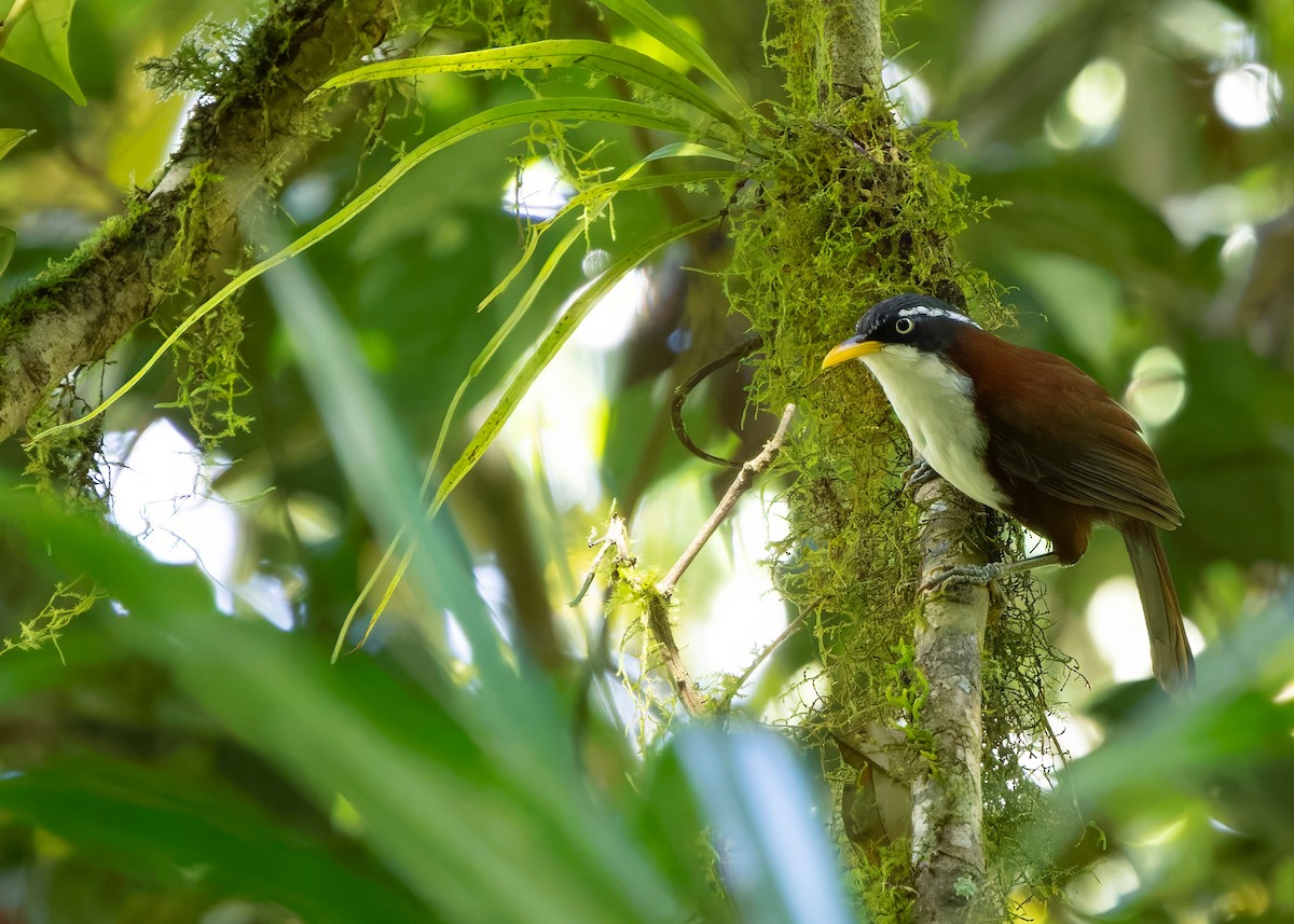 Javan Scimitar-Babbler - ML641292285