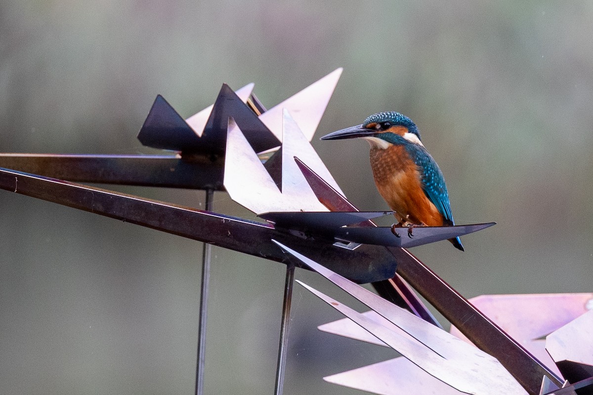 Common Kingfisher - ML641292288