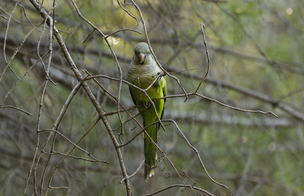 Monk Parakeet - ML641292289