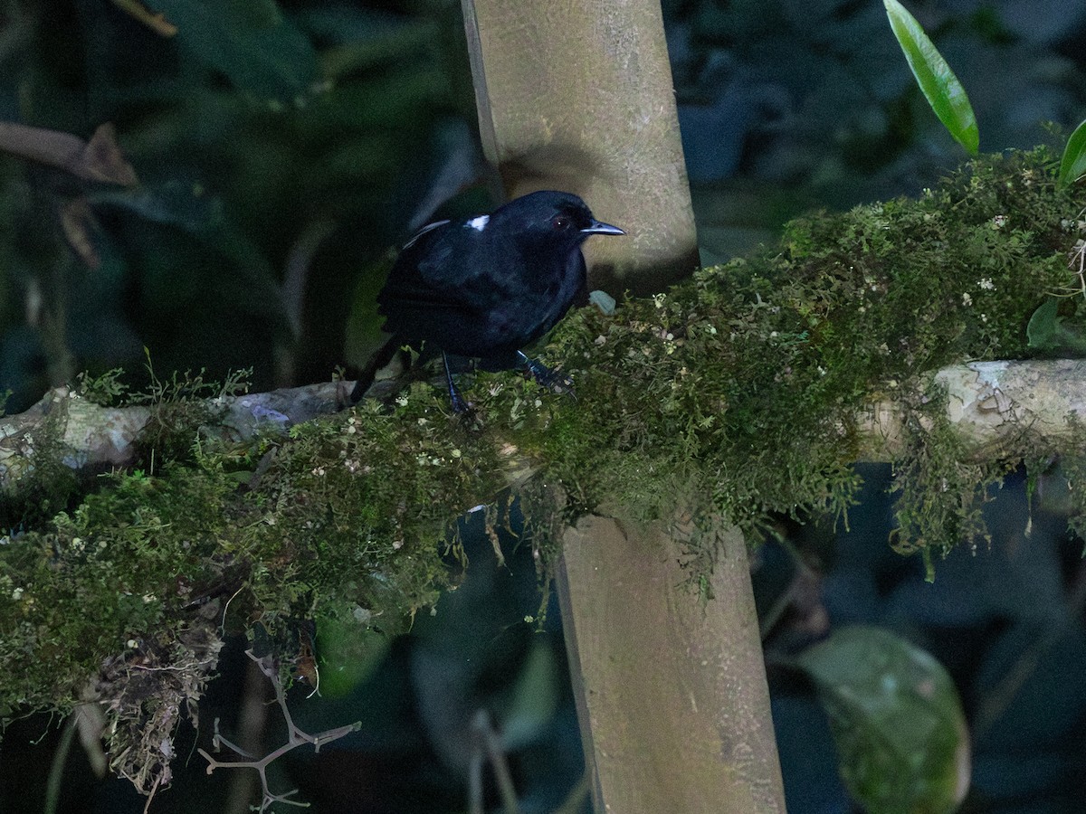 Western Fire-eye (Black-bellied) - ML641292298