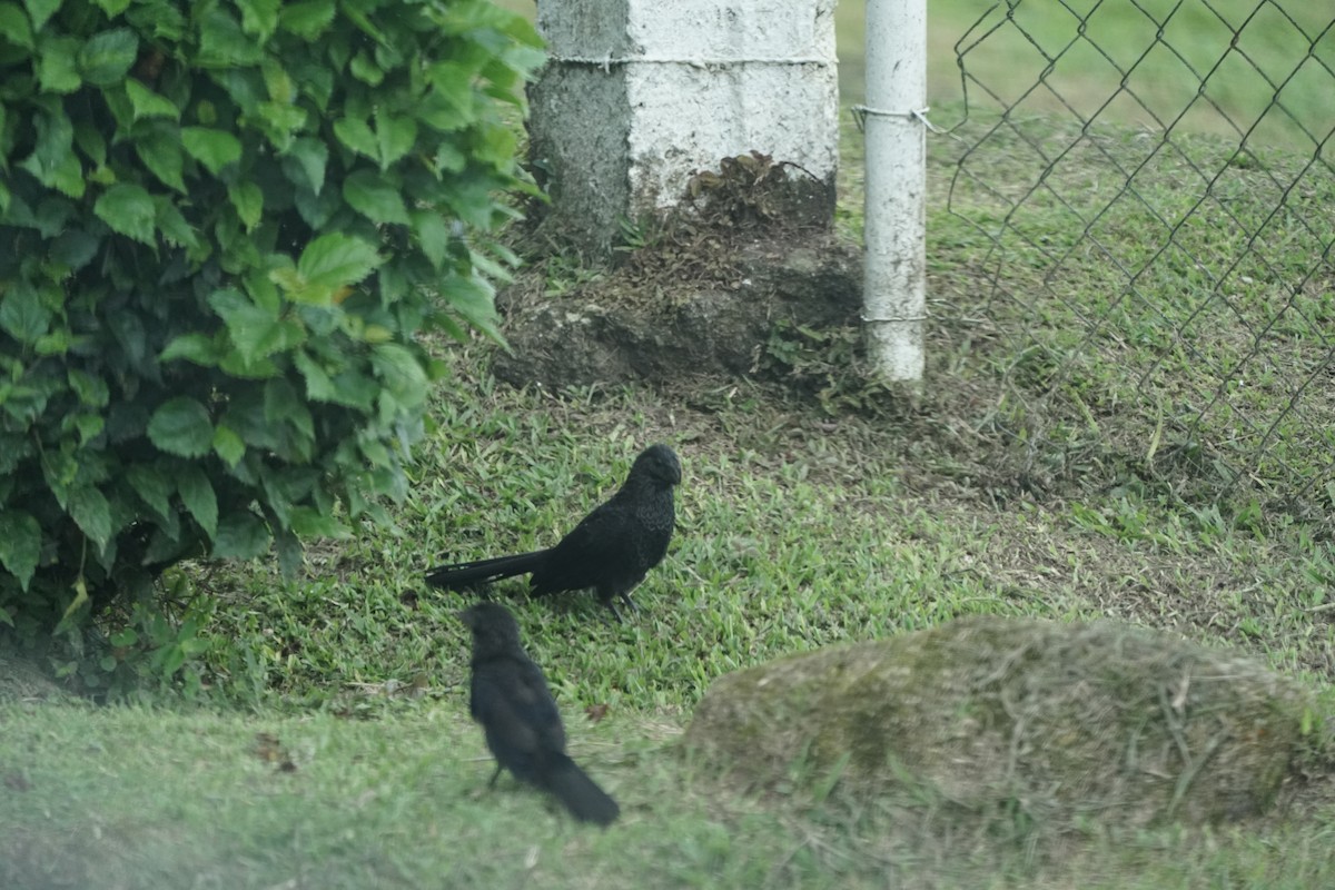 Smooth-billed Ani - ML641292304