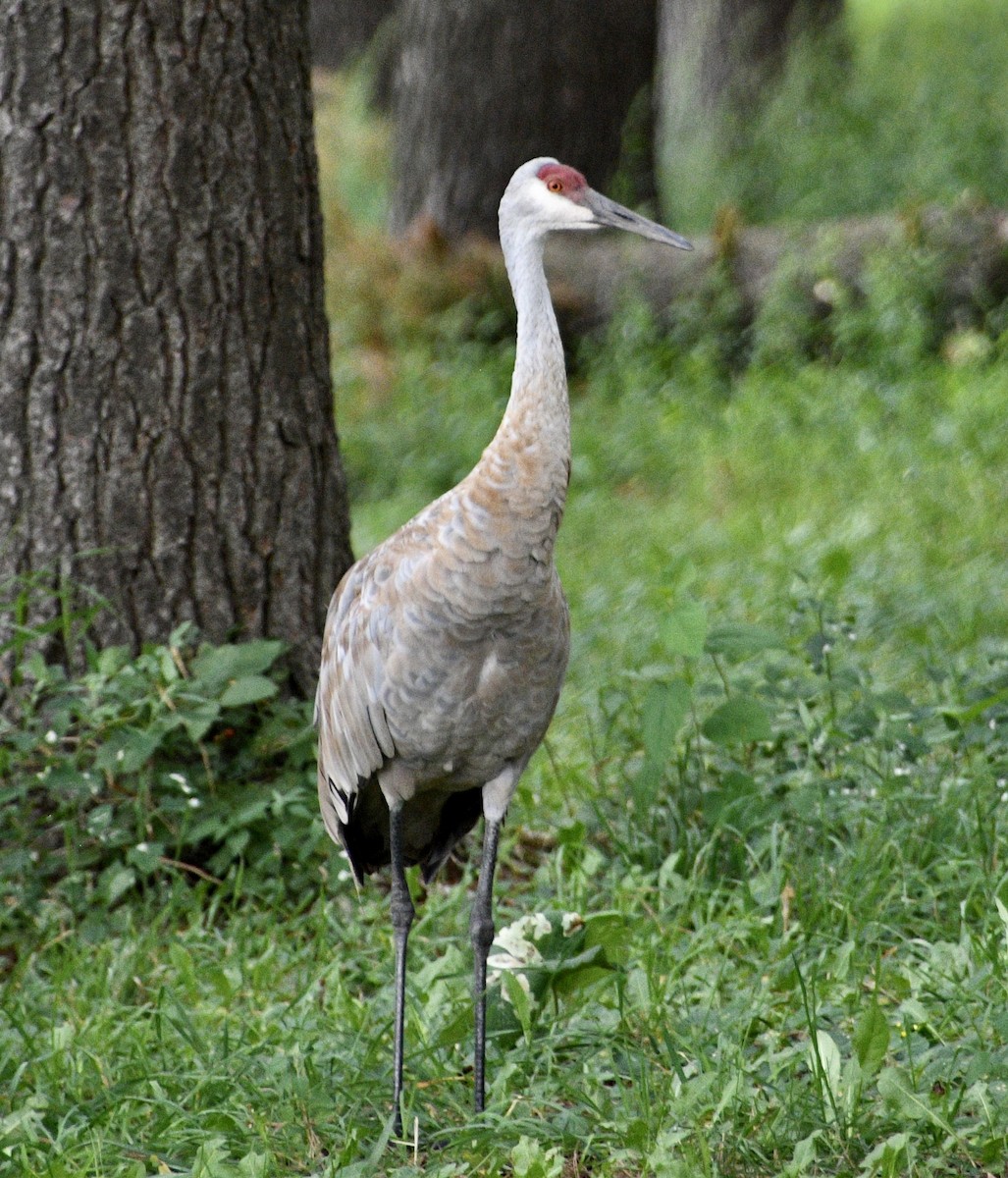 Sandhill Crane - ML641292331