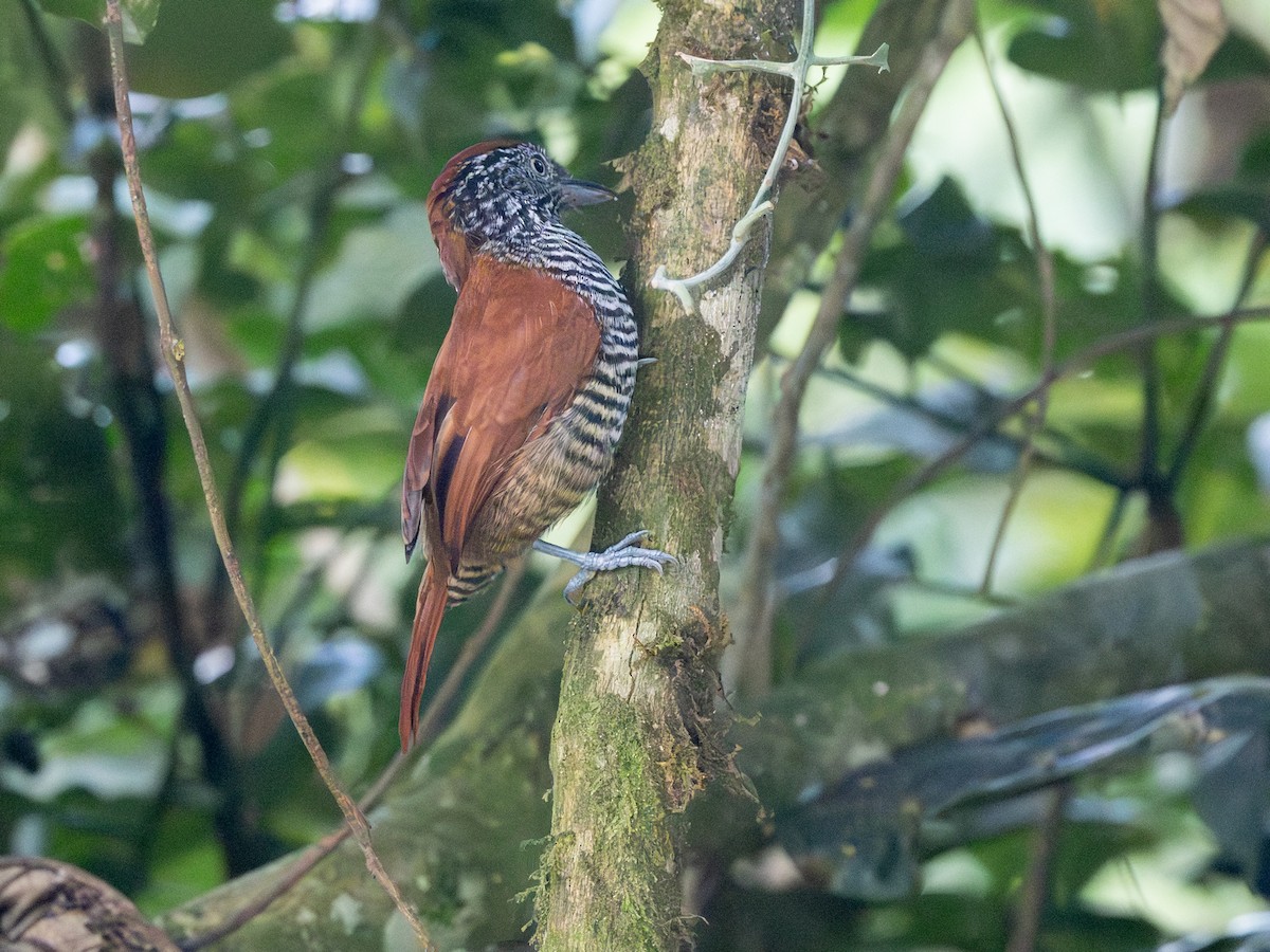 Lined Antshrike - ML641292333