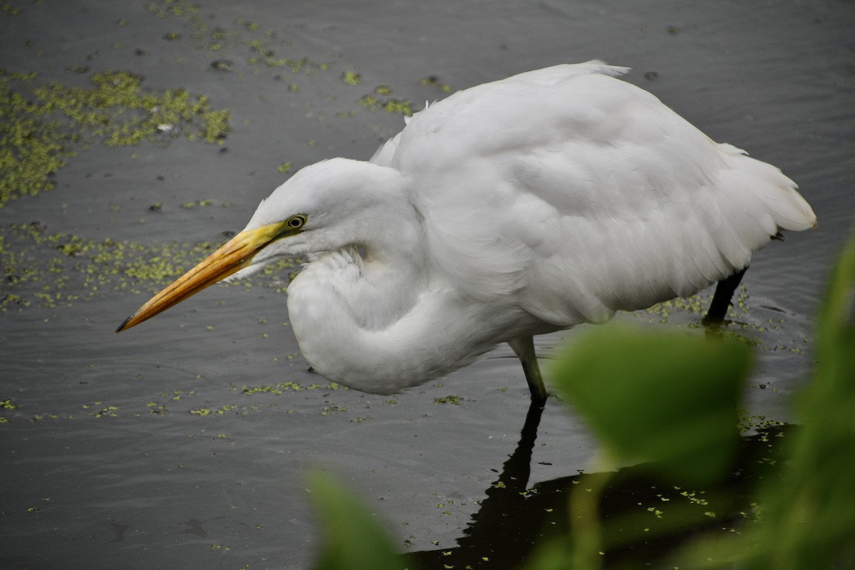 Great Egret - ML641292341