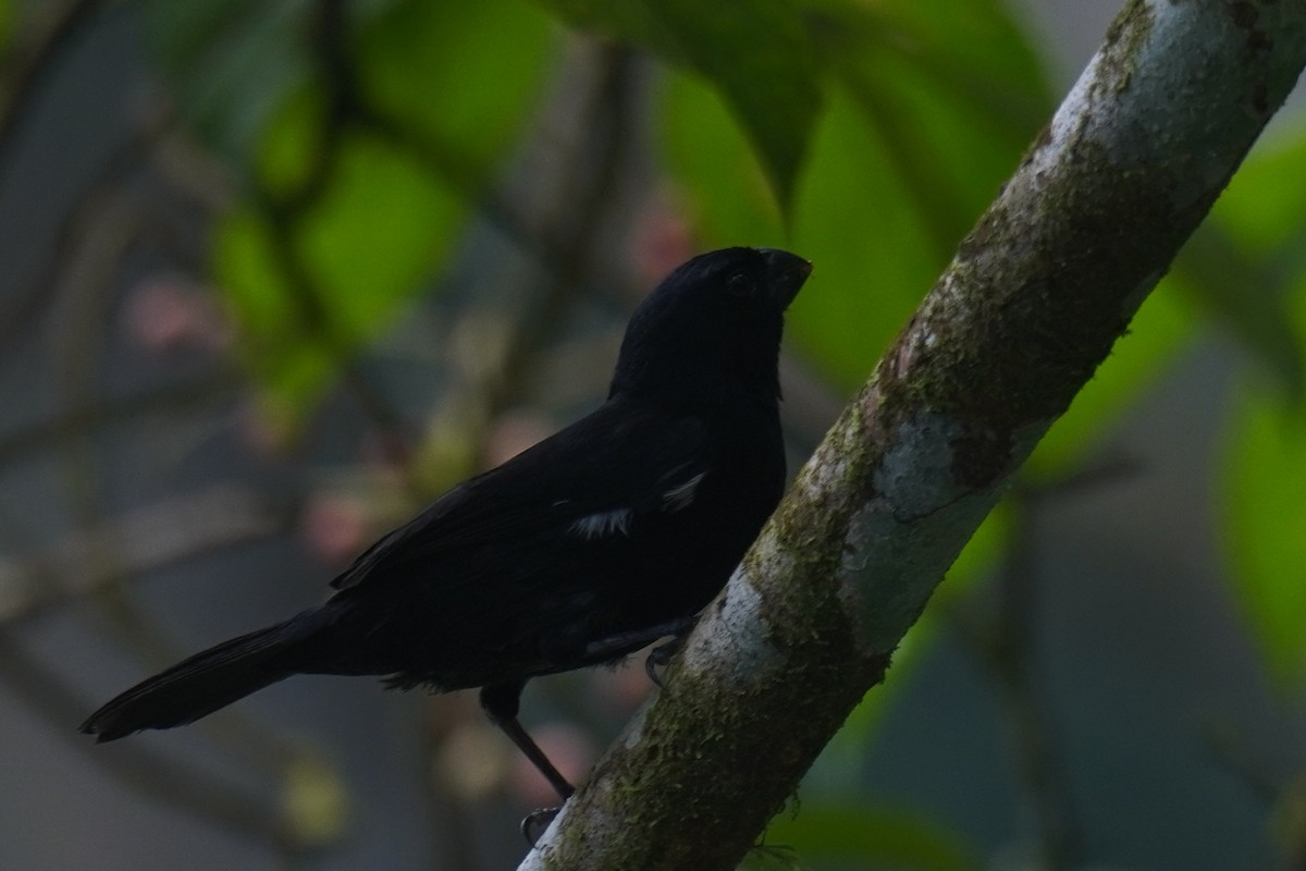 Variable Seedeater - ML641292342