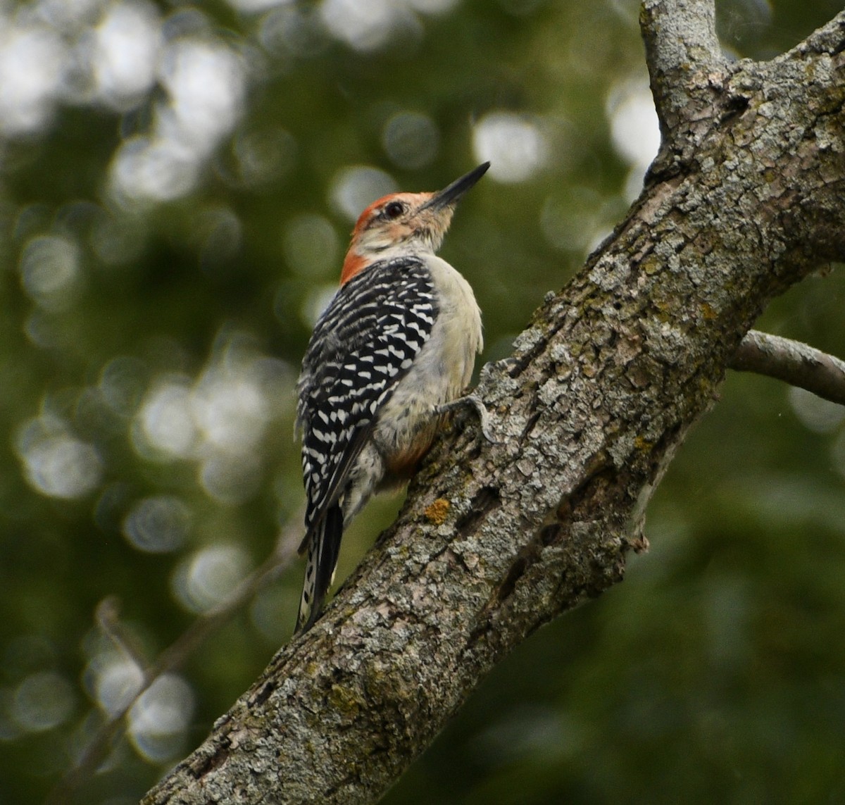 Red-bellied Woodpecker - ML641292349