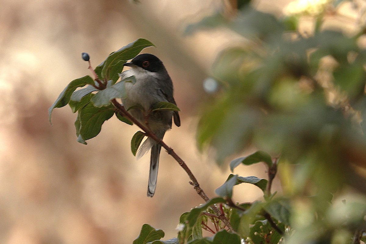 Sardinian Warbler - ML641292359