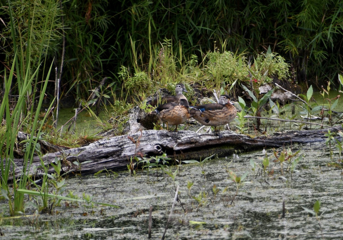 Wood Duck - ML641292368