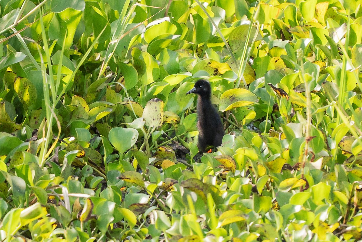 Blackish Rail - ML641292381