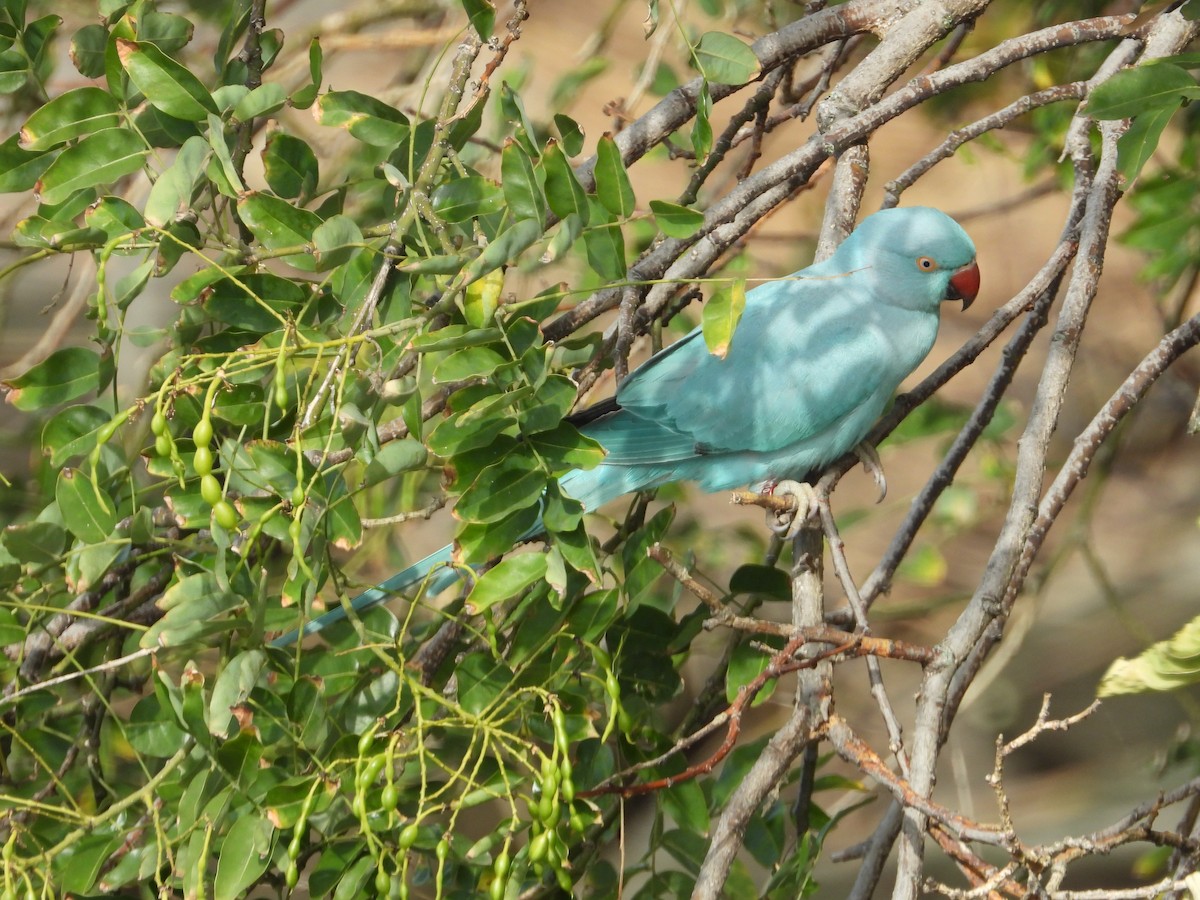 Rose-ringed Parakeet - ML641292396