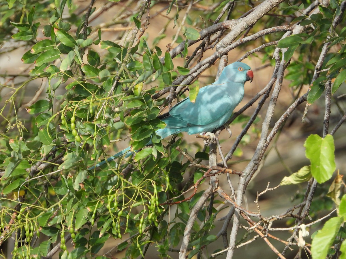 Rose-ringed Parakeet - ML641292399