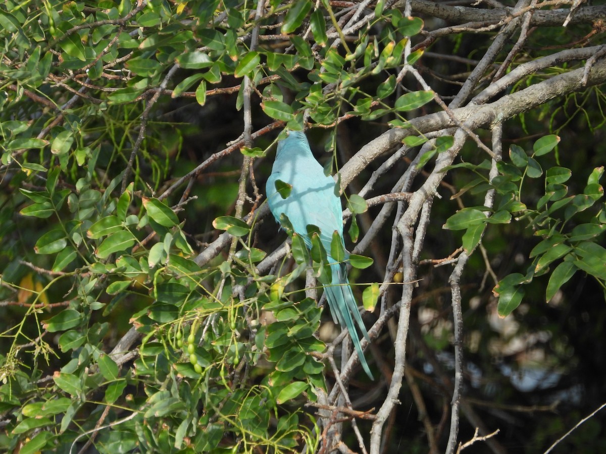Rose-ringed Parakeet - ML641292400
