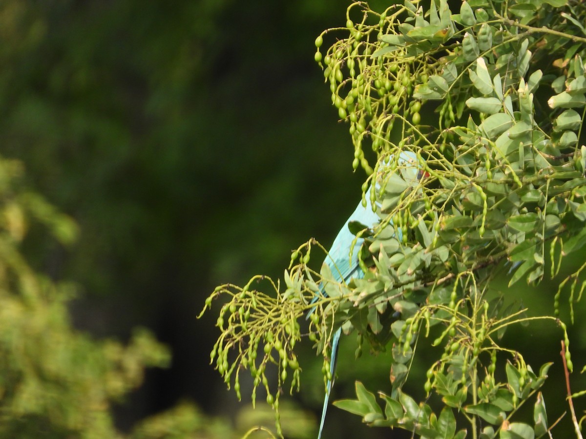 Rose-ringed Parakeet - ML641292402