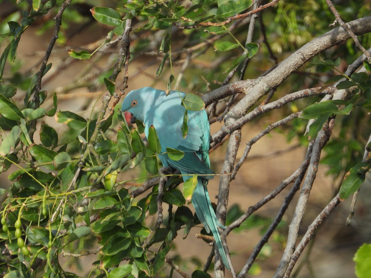 Rose-ringed Parakeet - ML641292405