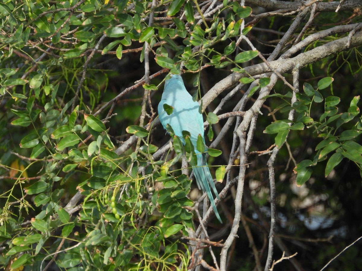 Rose-ringed Parakeet - ML641292409